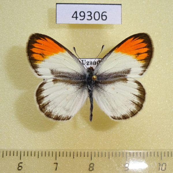 Pieridae Colotis sp. evagore Uganda