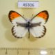 49306p-Pieridae-Colotis-sp.-evagore-Uganda-12