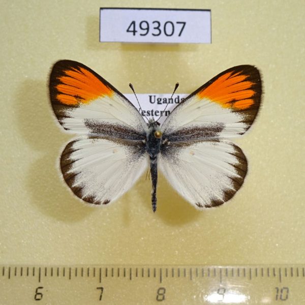 Pieridae Colotis sp. evagore Uganda