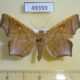 49359p-Noctuidae-Episparis-costistriga-f-Vietnam-8
