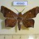 49360p-Noctuidae-Episparis-costistriga-Vietnam-7