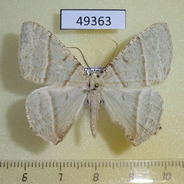 Geometridae Neohipparchus sp. Vietnam