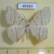 49363p-Geometridae-Neohipparchus-sp.-Vietnam-8