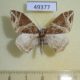 49377p-Geometridae-Ecliptopera-rectilinea-Vietnam-6