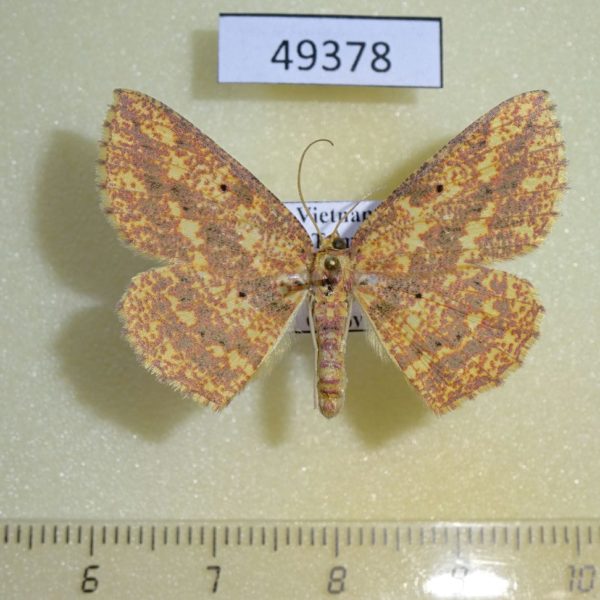 Geometridae Borbacha pardaria Vietnam
