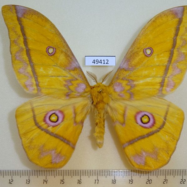 Saturniidae Gonimbrasia petiveri Uganda