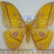 49412p-Saturniidae-Gonimbrasia-dione-Uganda-20