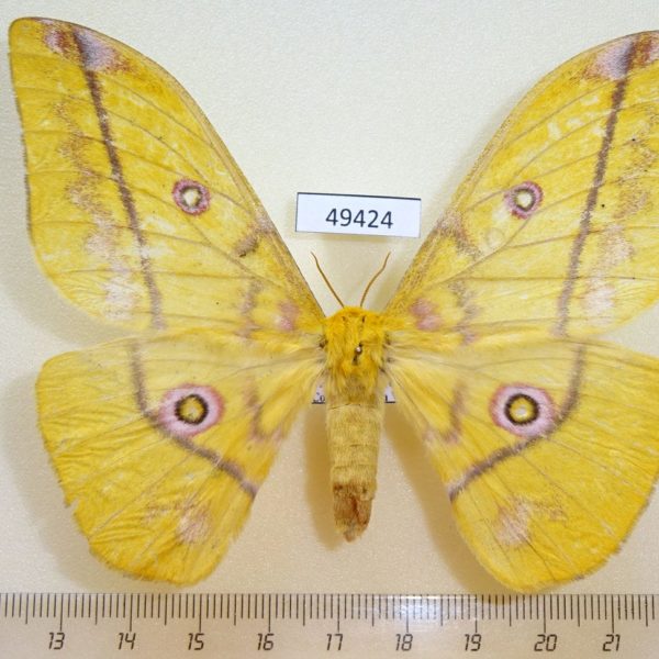 Saturniidae Gonimbrasia petiveri f Uganda