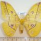49424p-Saturniidae-Gonimbrasia-dione-f-Uganda-17