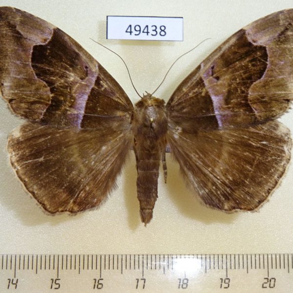 Noctuidae Achaea durfa Uganda