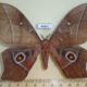 49441p-Saturniidae-Imbrasia-ertli-Uganda-18