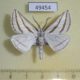 49454p-Geometridae-Megaspilates-mundataria-Tyva-rep.-7