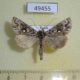 49455p-Noctuidae-Panchrysia-ornata-Tyva-rep.-10