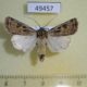 49457p-Noctuidae-Agrotis-ripae-Tyva-rep.-15