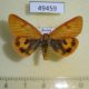 49459p-Arctiidae-Diacrisia-sannio-f-Tyva-rep.-5