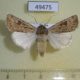 49475p-Noctuidae-Agrotis-ripae-Khakassia-rep.-15
