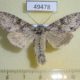 49478p-Noctuidae-Polia-nebulosa-Khakassia-rep.-6