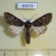 49479p-Noctuidae-Mniotype-kobyakovi-Khakassia-rep.-9