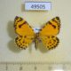 49505p-Geometridae-Stamnodes-danilovi-Tyva-rep.-15