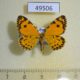 49506p-Geometridae-Stamnodes-danilovi-Tyva-rep.-15