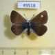 49518p-Lycaenidae-Albulina-orbitulus-f-Tyva-rep.-5