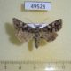 49523p-Noctuidae-Hadena-perplexa-Tyva-rep.-7