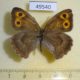49540p-Satyridae-Hyponephele-lycaon-f-Krasnoyarsk-reg.-6
