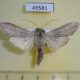 49581p-Noctuidae-Cucullia-umbratica-Krasnoyarsk-reg.-10