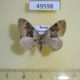 49598p-Geometridae-Xanthorhoe-quadrifasciata-Krasnoyarsk-reg.-4