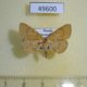 49600p-Noctuidae-Paracolax-tristalis-Krasnoyarsk-reg.-5