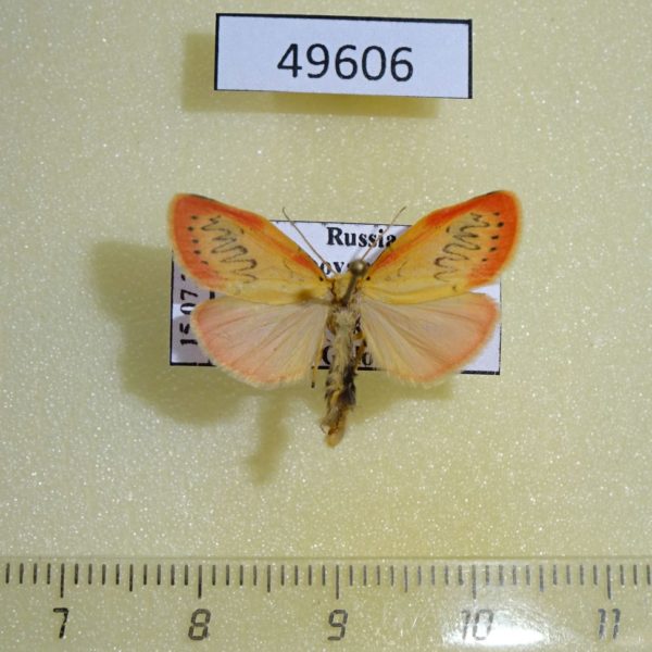 Arctiidae Miltochrista miniata Krasnoyarsk reg.