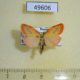 49606p-Arctiidae-Miltochrista-miniata-Krasnoyarsk-reg.4