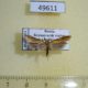 49611p-Moth-sp.-Krasnoyarsk-reg.-4