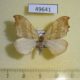 49641p-Drepanidae-Falcaria-lacertinaria-Krasnoyarsk-reg.5