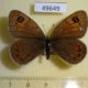 49649p-Satyridae-Boeberia-parmenio-Tyva-rep.-5