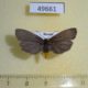 49661p-Arctiidae-Atolmis-rubricollis-Tyva-rep.-4