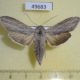 49683p-Noctuidae-Cucullia-umbratica-f-Krasnoyarsk-reg.-13