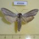 49684p-Noctuidae-Cucullia-umbratica-Krasnoyarsk-reg.-10