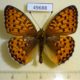 49688p-Nymphalidae-Fabriciana-aglaja-Krasnoyarsk-reg.-5