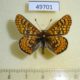 49701p-Nymphalidae-Euphydryas-aurinia-Khakassia-rep.-5
