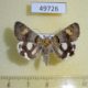 49726p-Noctuidae-Drasteria-rada-Tyva-rep.-12