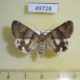 49728p-Noctuidae-Drasteria-rada-f-Tyva-rep.-13
