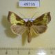 49735p-Noctuidae-Diachrysia-stenochrysis-Tyva-rep.-5