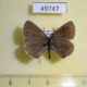 49747p-Lycaenidae-Noelycaena-davidi-Tyva-rep.-8