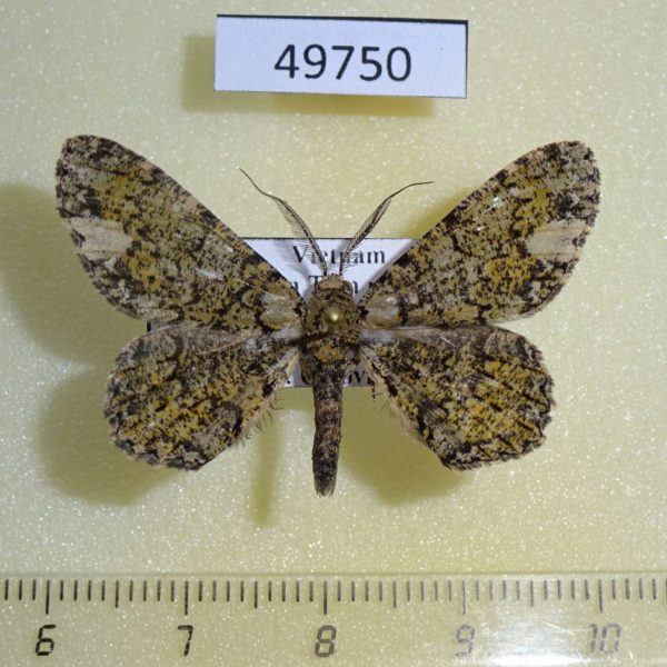 Geometridae Ophthalmitis xanthypochlora Vietnam