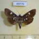 49770p-Crambidae-Rhagoba-octomaculalis-Vietnam-6