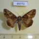 49772p-Noctuidae-sp.-Thailand-4