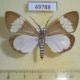 49788p-Arctiidae-Nyctemera-baulus-Vietnam-6