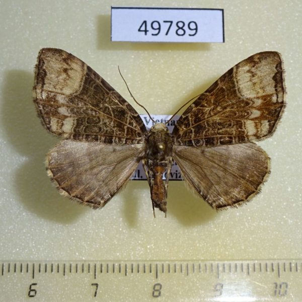 Geometridae Ecliptopera furva Vietnam