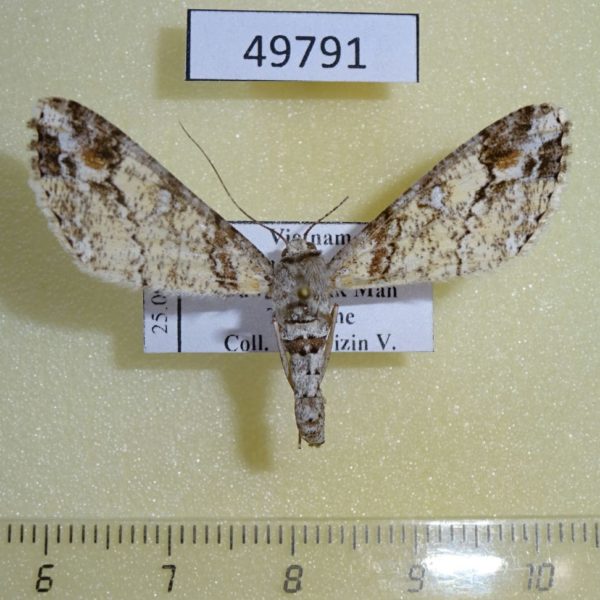 Geometridae sp. Vietnam